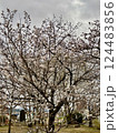 満開の桜の下で花見 124483856