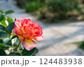 午後 昼過ぎ アフタヌーン 124483938