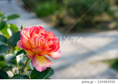 午後 昼過ぎ アフタヌーン 124483938