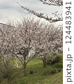 春の訪れを告げる満開の桜 124483941