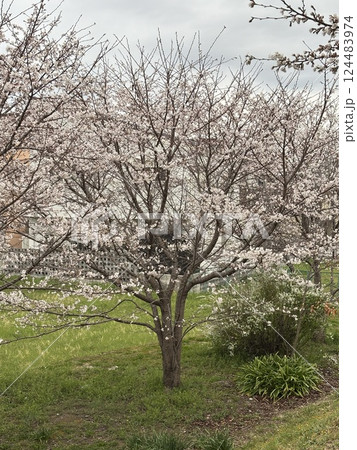 春の公園に咲くソメイヨシノのサクラの花 春の公園に咲くソメイヨシノのサクラの花 124483974