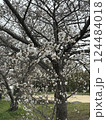 白い梅の花 124484018