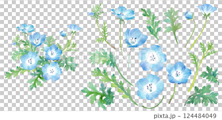 Spring flowers: watercolor illustration of a single nemophila and a set of its components 124484049