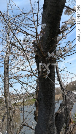 春の訪れを告げる桜の蕾 124484346