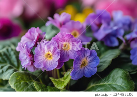 Colorful flowers blooming in spring garden setting 124485106