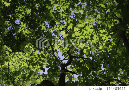新緑の森を見上げる 124485625