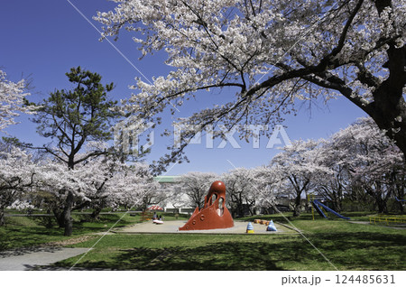 満開の桜の下で 満開の桜の下で 124485631