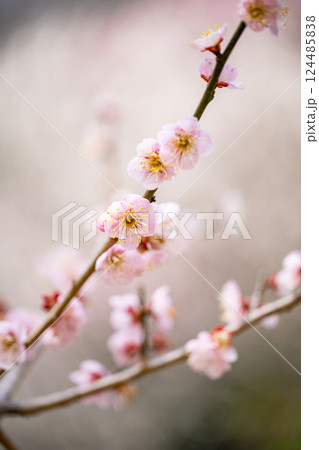 梅の花　思いのまま 124485838