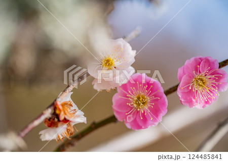梅の花 思いのまま 梅の花 思いのまま 124485841