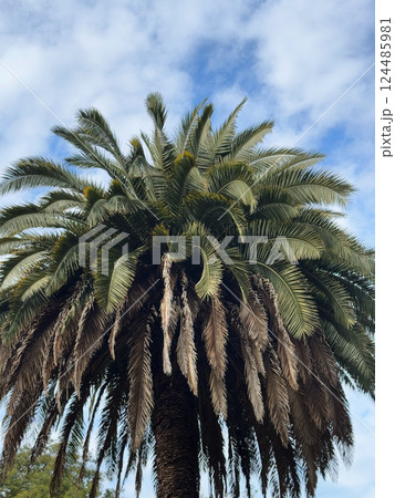Close-Up of a Majestic Palm Tree with Lush Fronds Close-Up of a Majestic Palm Tree with Lush Fronds 124485981