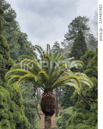 Lush Palm Tree Surrounded by Dense Greenery Lush Palm Tree Surrounded by Dense Greenery 124485982