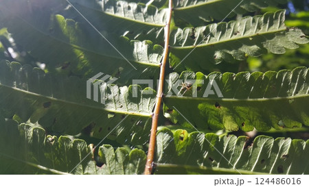 Small spiders perch on plant leaves 124486016