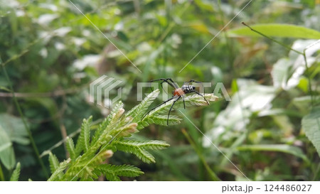 Photo of Pear-shaped Leucauge Spider (Opadometa fastigata) on a plant. Photo of Pear-shaped Leucauge Spider (Opadometa fastigata) on a plant. 124486027
