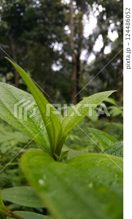 Dewdrops background on leaves. Leaf wallpaper 124486052