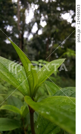 Dewdrops background on leaves. Leaf wallpaper 124486053