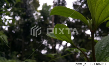 Dewdrops background on leaves. Leaf wallpaper Dewdrops background on leaves. Leaf wallpaper 124486054
