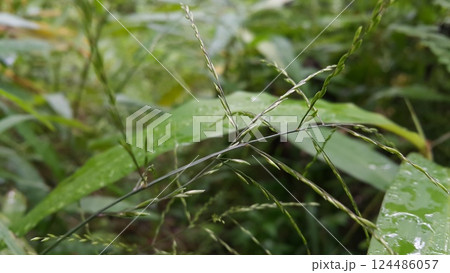 Guineagrass (megathyrsus maximus) floral background. Photo shot in the forest. 124486057