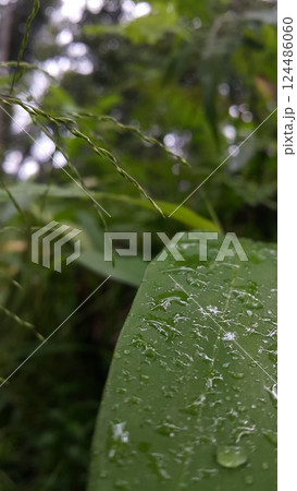 Guineagrass (megathyrsus maximus) floral background. Photo shot in the forest. Guineagrass (megathyrsus maximus) floral background. Photo shot in the forest. 124486060