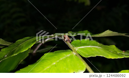 Froghopper Philaenus spumarius on a leaf. 124486092