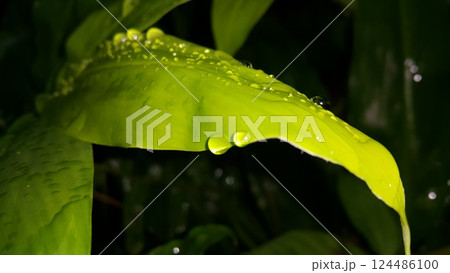 Fresh green leaf with water drop, relaxation nature concept. Fresh green leaf with water drop, relaxation nature concept. 124486100