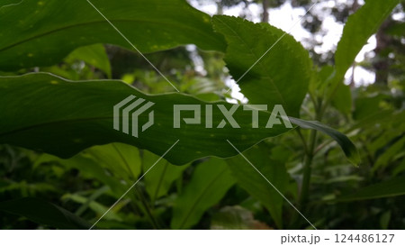 Orchid leaf background. Photo taken in the forest. 124486127