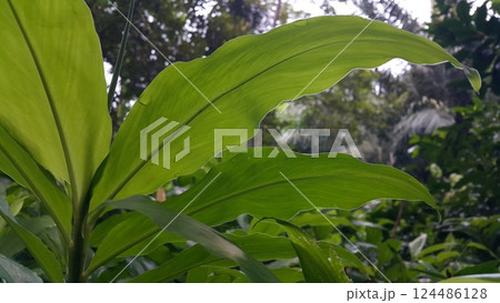 Orchid leaf background. Photo taken in the forest. 124486128