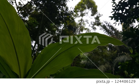 Orchid leaf background. Photo taken in the forest. 124486129