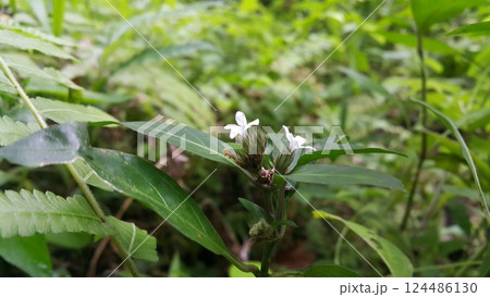 White flowering plant. Photo taken on the mountain. 124486130