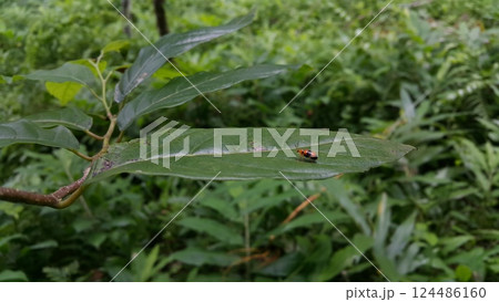 Dendrobium Beetle perched on a leaf. Dendrobium Beetle perched on a leaf. 124486160