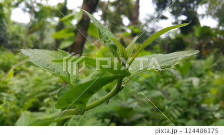 Acrida cinerea, sometimes called the Oriental longheaded grasshopper/locust. Photo of a young Oriental longheaded grasshopper/locust. Acrida cinerea, sometimes called the Oriental longheaded grasshopper/locust. Photo of a young Oriental longheaded grasshopper/locust. 124486175