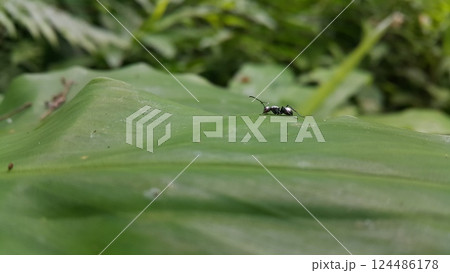 Black ant on green leaf. Black ant on green leaf. 124486178