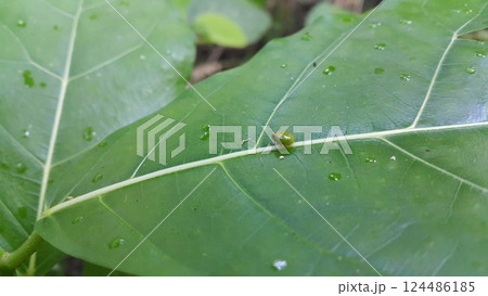 Photo of a round-shaped ladybug shot in the forest. Photo of a round-shaped ladybug shot in the forest. 124486185