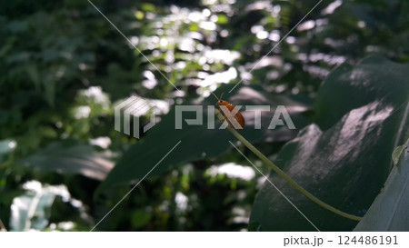 Red pumpkin beetle, Aulacophora foveicollis. Photo of a pumpkin beetle shot in the forest. 124486191