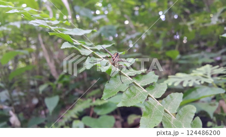 Insect Dexiosoma caninum perched on plant leaves. Photo shot in the forest. 124486200