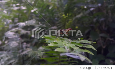 Insect Dexiosoma caninum perched on plant leaves. Photo shot in the forest. Insect Dexiosoma caninum perched on plant leaves. Photo shot in the forest. 124486204