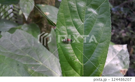 Velvet ant or Cow killer ant (hymenoptera: mutillidae: Radoszkowskius oculata) crawling on a green leaf. Photo shot in the forest. Velvet ant or Cow killer ant (hymenoptera: mutillidae: Radoszkowskius oculata) crawling on a green leaf. Photo shot in the forest. 124486207