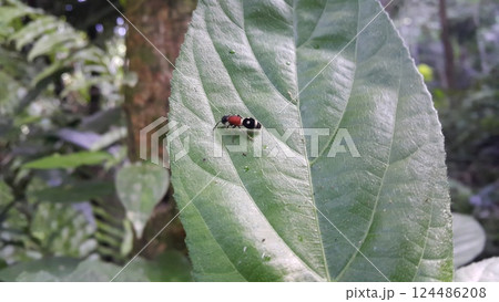 Velvet ant or Cow killer ant (hymenoptera: mutillidae: Radoszkowskius oculata) crawling on a green leaf. Photo shot in the forest. 124486208