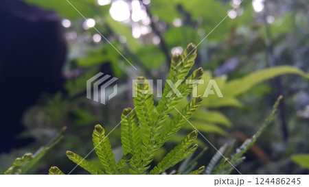 Textured plant leaves background. Photo shot in the forest. 124486245