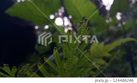 Textured plant leaves background. Photo shot in the forest. 124486246