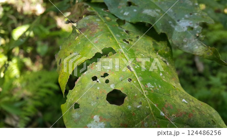 Hollow leaves are eaten by pests. Photo taken in the forest. 124486256