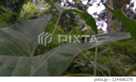 Peirates hybridus is a species of species in the family Reduviidae. Peirates hybridus, Ectomocoris ornatus sightings, Raglius alboacuminatus 124486279