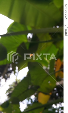 A small orange spider perched on his web. 124486289