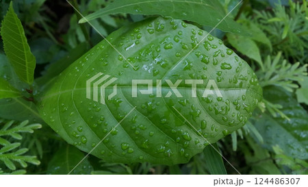 Green leaf with waterdrops after rain. 124486307