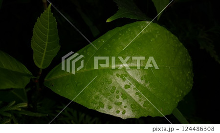 Green leaf with waterdrops after rain. Green leaf with waterdrops after rain. 124486308