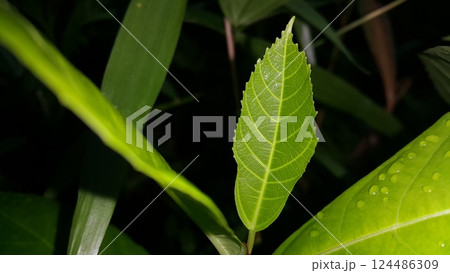 Nature theme backgrounds and wallpapers. 124486309