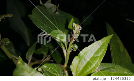Photo of weaver ants on plants. Photo of weaver ants on plants. 124486310