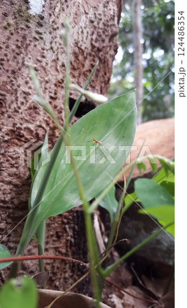 A Little World Of Insect Stilt Legged Flies. Micropezidae (micropeziday), stilt-legged flies. 124486354