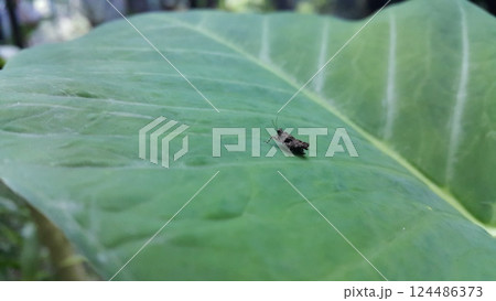 Brown grasshopper on a taro leaf. The brown grasshopper is still small. Brown grasshopper on a taro leaf. The brown grasshopper is still small. 124486373