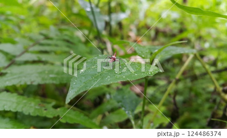 The grasshopper Acrida cinerea is still a small brown color on the plants. Photo shot on the mountain. 124486374