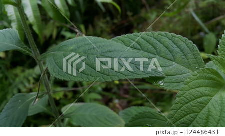 Very fresh dark green color leaf texture background. Very fresh dark green color leaf texture background. 124486431